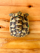 Example pic of irregular scutes
