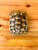 Example pic of irregular scutes