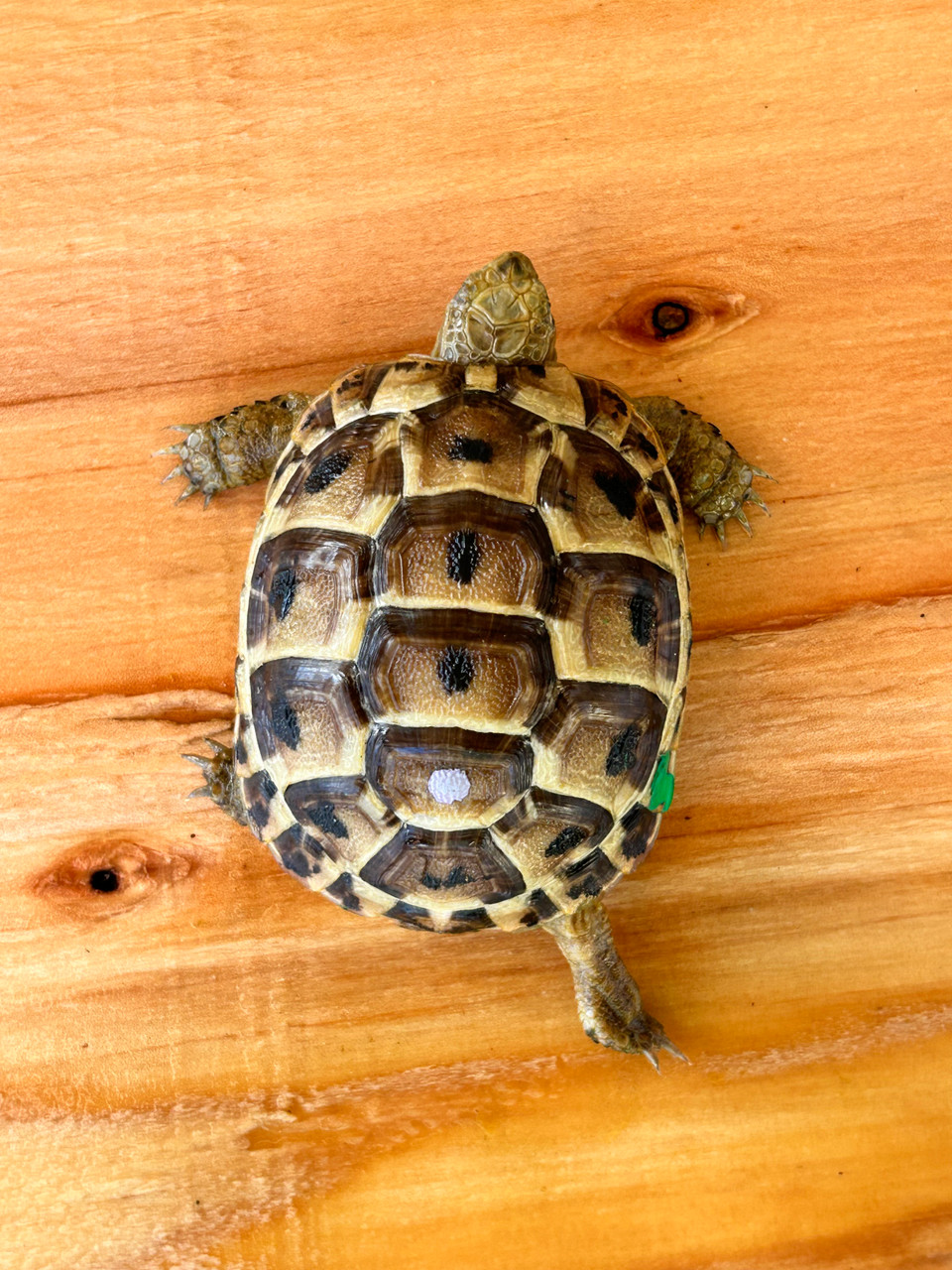 Jordanian greek hot sale tortoise