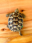 *Exact Tortoise* Baby (Jordanian) Greek Tortoise #8