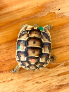 *Exact Tortoise* Baby (Southern Ibera) Greek Tortoise #1