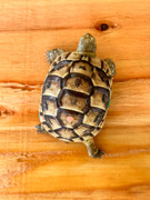 *Exact Tortoise* Baby (Southern Ibera) Greek Tortoise #6