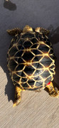 *Exact Tortoise* Baby Burmese Star Tortoise (spring 2023 babies) #10