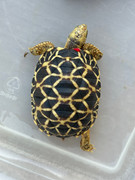 *Exact Tortoise* Baby Burmese Star Tortoise (spring 2023 babies) #1