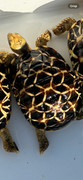 *Exact Tortoise* Baby Burmese Star Tortoise (spring 2023 babies) #3