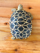 *Exact Tortoise* Baby Burmese Star Tortoise (spring 2023 babies) #7 (irregular scute pattern)