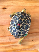 *Exact Tortoise* Baby Burmese Star Tortoise (spring 2023 babies) #9
