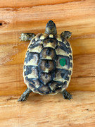 *Exact Tortoise* Big Baby Eastern Hermanns Tortoise (5-6 month old) #2