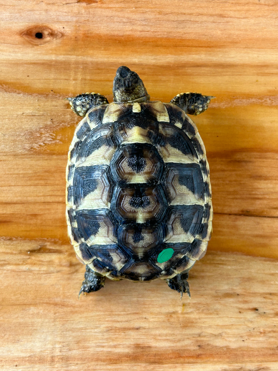 Baby Hermanns Tortoises For Sale