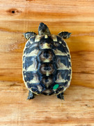 *Exact Tortoise* Big Baby Eastern Hermanns Tortoise (5-6 month old) #4
