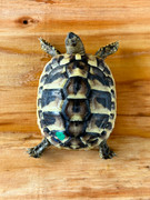 *Exact Tortoise* Big Baby Eastern Hermanns Tortoise (5-6 month old) #6