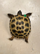 *Exact Tortoise* Big Baby Russian Tortoise #2