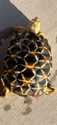 *Exact Tortoise* Baby Burmese Star Tortoise (spring 2023 babies) #11