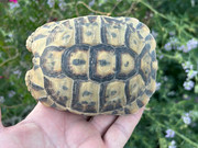 Adult Female (Libyan/Tunisian) Greek Tortoise - 1 Available