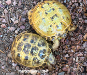 Jumbo Female Russian Tortoise (breeding size)