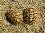 Big Baby (Golden) Greek Tortoise (2023 babies - 1 year old)