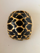 *Exact Tortoise* Baby Sri Lankan Star Tortoise #4