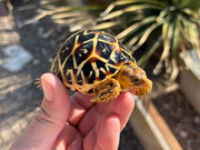 *Exact Tortoise* Juvenile Sri Lankan Star Tortoise #4