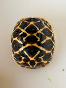 *Exact Tortoise* Baby Sri Lankan Star Tortoise #6