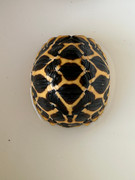 *Exact Tortoise* Baby Sri Lankan Star Tortoise #7