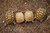 "Ivory" sulcatas shown next to normal sulcatas (ivories are the white ones). 