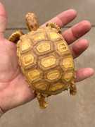 Juvenile "Ivory" Sulcata Tortoise