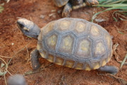 Juvenile Yellowfoot Tortoise