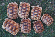 Juvenile Sulcata Tortoise