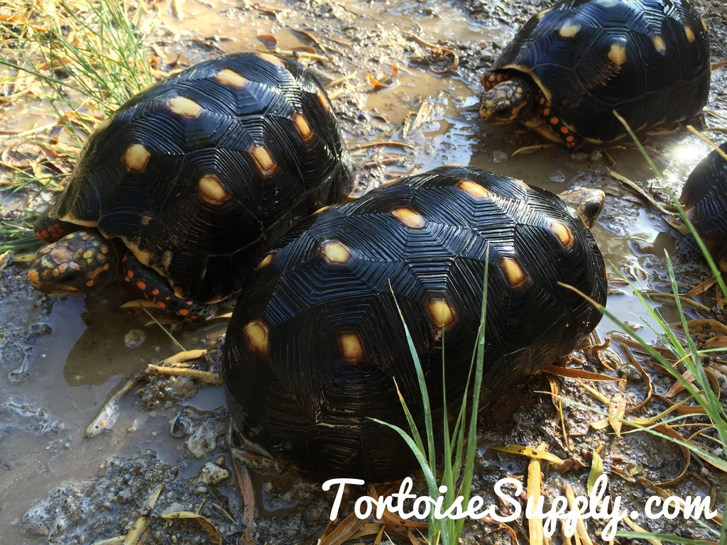 Redfoot Tortoise Breeders