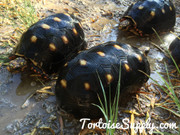 Adult Redfoot Tortoise (1 female left)