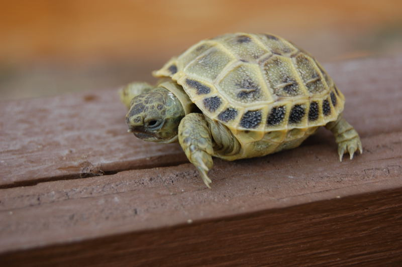 Image result for baby tortoise