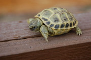 buy baby tortoise