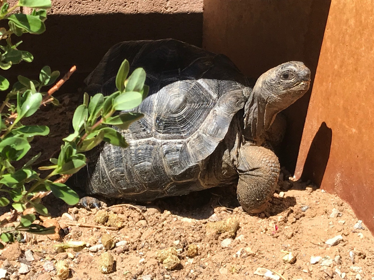 Aldabra tortoise