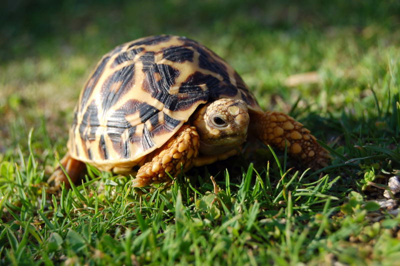 tortoise in hindi language
