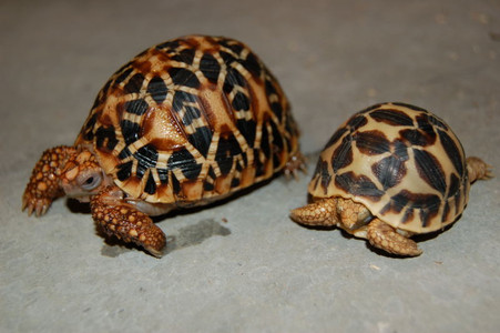 Indian Star Tortoises For Sale