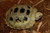 Yearling 4" Elongated tortoise.