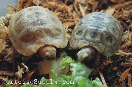 Baby elongated tortoises for sale.