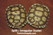 Split scutes on baby sulcata tortoises.