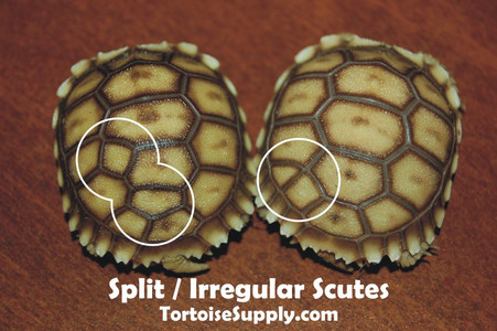 Sulcata Tortoises For Sale