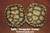 Split scutes on baby sulcata tortoises.