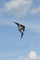 HQ Little Beast Speed Line Stunt Kite Flying