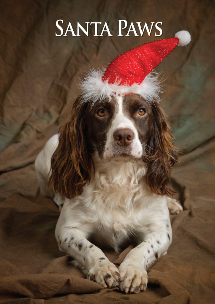 Springer Spaniel Santa Paws Christmas Card CSP from Fraziers Wine Merchants