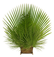 Create a beautiful altar arrangement!!  Clean and convenient to arrange, each bag of Fan and Date Altar Decor includes 4 unstripped palm fronds, 24” to 36” in height. The smaller Mediterranean Fan measures 16” to 18” high and comes 8 to a bag — perfect for any type of arrangement! Includes the following (will make two of the shown arrangement): 1 bag of Fan Palm; 1 bag of Date Palm and 1 Bag of Mediterranean Palm. Note:  vase, chicken wire, floral foam not included this combination will make 2 arrangements.