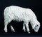 Grazing Sheep 1902/15 -Fiberlgass or Lindewood Grazing Sheep comes direct from world famous "Art Studio Demetz" in Italy. These Fiberglass or Lindenwood figures have remarkable detail and are all hand painted by our Italian artists. Each Sheep is sold SEPARATELY