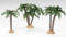 An image of three palm trees from St. Jude Shop.