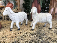 Set of Lambs - made of fiberglass and resin. Suitable for indoor and outdoor use. Perfect pieces to add to your 59" Heaven's Majesty Nativity Set (#53385)