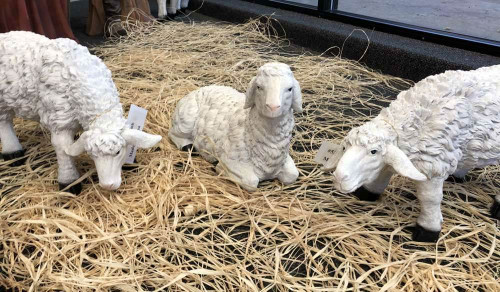 Photo of all three lambs in the Nativity set.