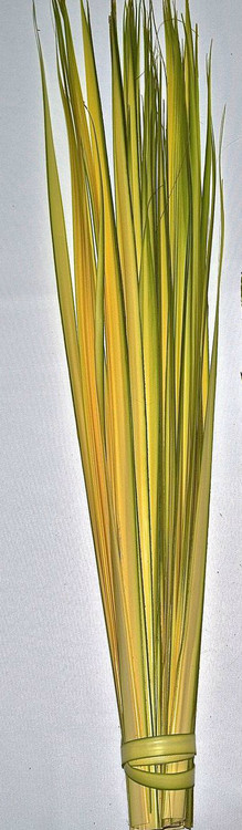 Orders will ship one to two weeks before Palm Sunday (Orthodox included). Long Double Palm Strips from Fan Palms. Individual Long Palm Strips have been stripped and are ready to hand out . Range in length from 24" to 36". All Palm Strips are Packaged in 100 strips to the bundle

 