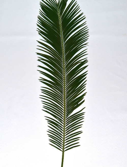 Bag of Four-Fresh Sago Palm for Palm Sunday comes in a Bag of 4 palms. It's easy to create beautiful arrangements for Palm Sunday with our decorative palms. Clean and convenient to arrange, each bag of Sago Altar Decor includes 4 unstripped palm fronds, 24" to 36" high. Just like fresh flowers, our Altar Decor Palms must be refrigerated until ready to arrange.  For the best results, cut stems at a 48 degree angle and place stems in ice water 3 hours prior to arranging
