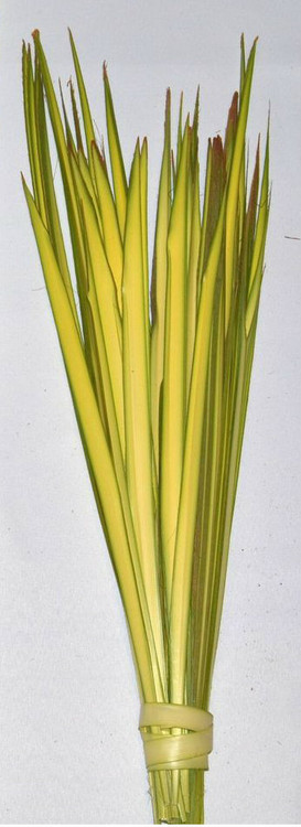 13"-20" Short Double Palm. Bundles of 100
Short Double Palm Strips from Fan Palms. Individual Short Palm Strips have been stripped and are ready to hand out. Range in length from 13" to 20". All Palm Strips are Packaged in 100 strips to the bundle. Bulk pricing available. Will show up when you check out.